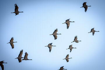 cranes on the shore