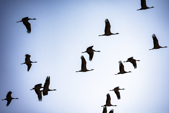 cranes on the shore