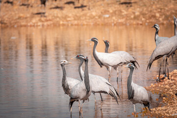 cranes on the shore