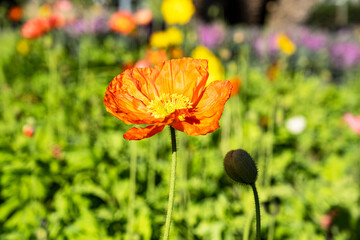 Blume 
