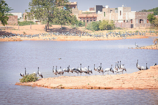 cranes on the shore