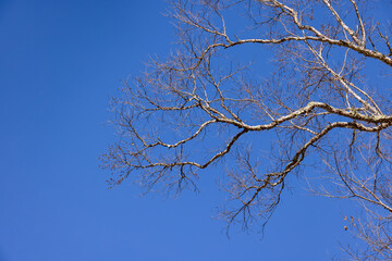 Fototapeta na wymiar 青空と葉の落ちた木
