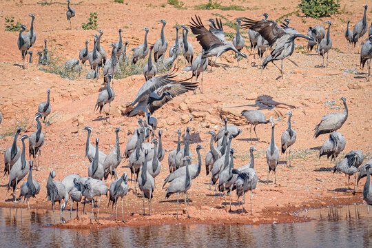 cranes on the shore