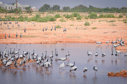 cranes on the shore