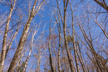 青空と葉の落ちた木