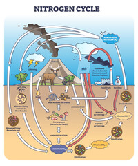 Nitrogen or N2 cycle with sources and circulation in earth outline diagram. Labeled educational arrow scheme with biochemical gas exchange process vector illustration. Climate ecosystem balance model. - obrazy, fototapety, plakaty