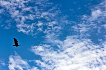 Ibis Silhouette
