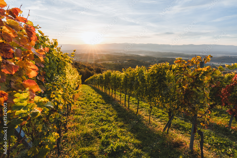 Sticker Beautiful landscape of a vineyard