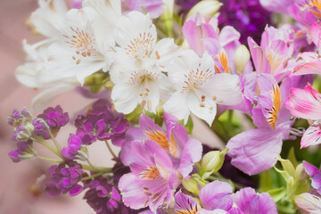 background greeting card in lilac and pink colors with place for text with Alstroemeria in banner format