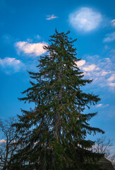 Tall spruce or pine trees and rising cumulous clouds in the blue sky. A single giant evergreen tree growing over the rooftop.