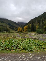landscape in the summer