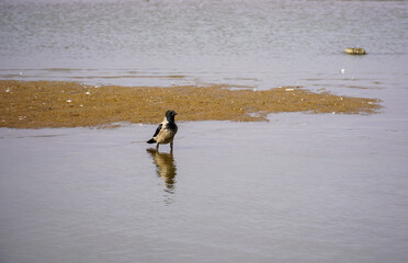 Lonely crow grey bird in water Gulf lake on the shallows. Looking for the food. High quality photo