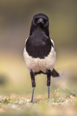 Eurasian Magpie looking