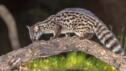 Common Genet on Trunk at Night