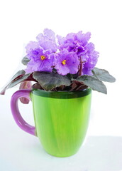 Saintpaulia ( Streptocarpus taitensis ) with purple flowers, closeup. African violets in a green cup for room decoration. Home flower - Color Of The Year 2022 - Very Peri.