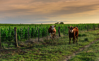 Cattle in Pampas landscape, La Pampa, Patagonia,  Argentina.