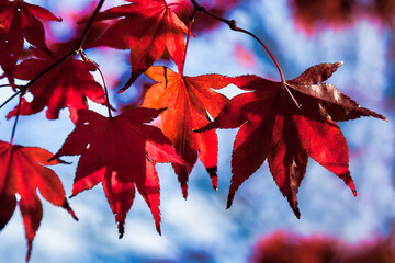 Bright red Acer leaves in the autumn sunshine