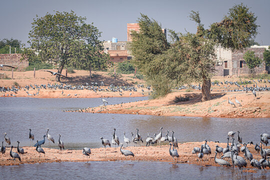 cranes on the shore