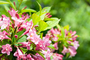 Weigela shrub in bloom, pink flowers on twig, green blur background
