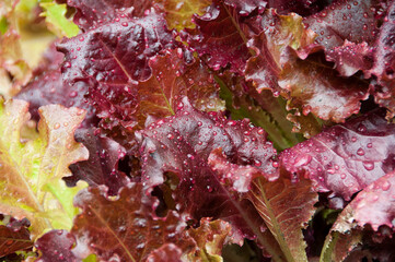 red leaf lettuce with dew drops, macro