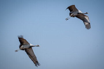 cranes on the shore