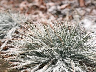 Naklejka na ściany i meble Grass in winter in the snow, plant in the snow