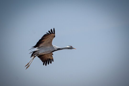 cranes on the shore