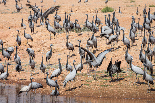 cranes on the shore