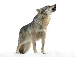 Foto op Canvas she-wolf howls in winter on snow isolated on white background © fotomaster