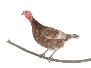 brown female turkey sitting on a tree branch isolated
