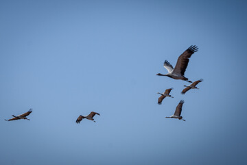 cranes on the shore