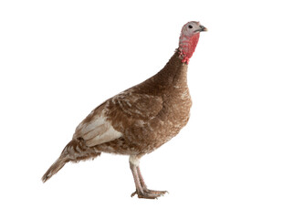 brown female turkey isolated on white background