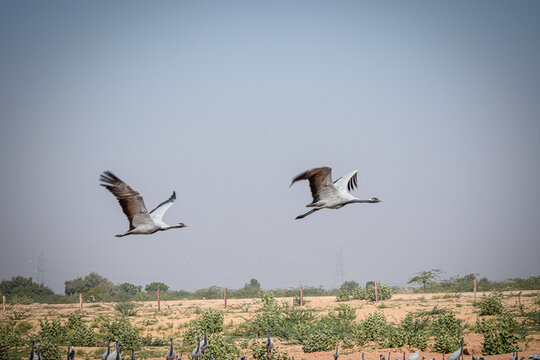 cranes on the shore