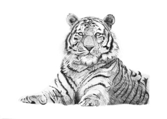 Obraz premium Tiger, predator of the feline family, symbol of the year
