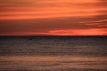 Agon-Coutainville, Normandie, France - coucher de soleil, mer, oiseaux