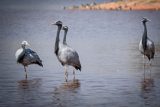 cranes on the shore