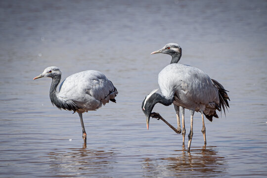 cranes on the shore