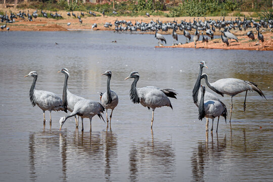 cranes on the shore