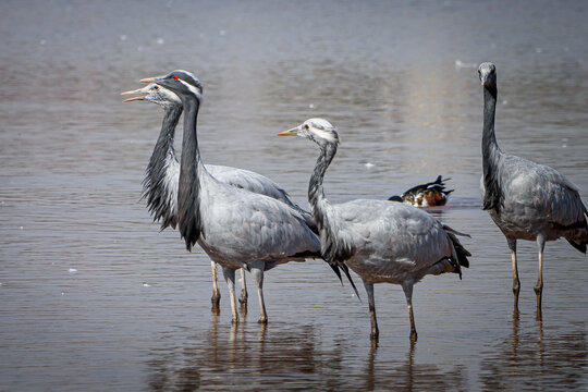 cranes on the shore