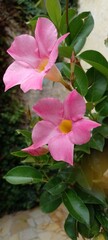 Dipladênia, Mandevilla splendens