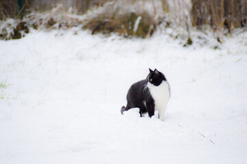 domestic cat in the winter outdoors