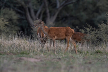 Female Red deer in La Pampa, Argentina, Parque Luro, Nature Reserve