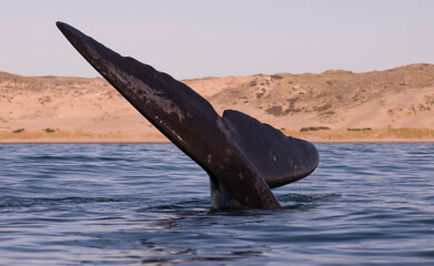Whale tail out of water, Peninsula valdes,Patagonia,Argentina.