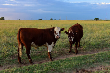 Cattle in pampas countryside, La Pampa, Argentina.