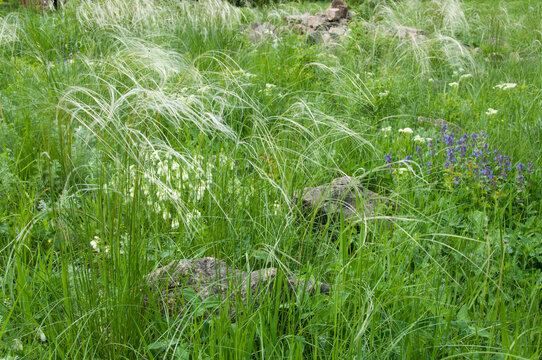 Stipa pennata, feather grass flowering in wild