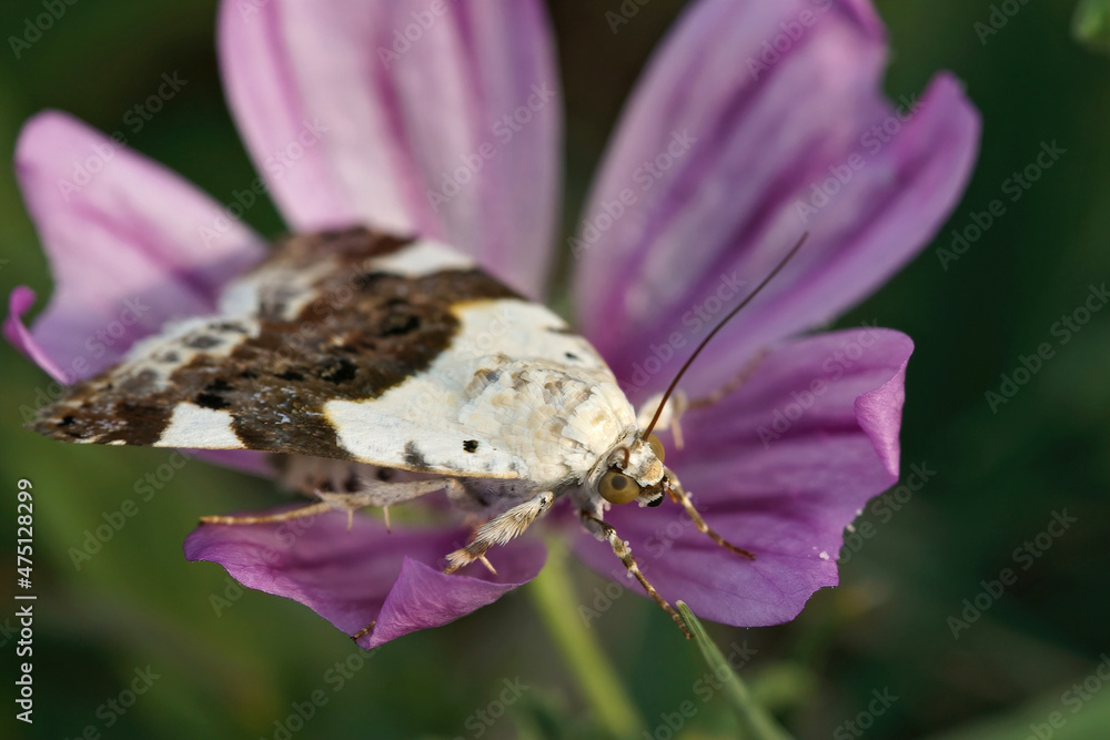 Wall mural Closeup of the Pale shoulder moth, Acontia lucida, in the Gard,, Fance