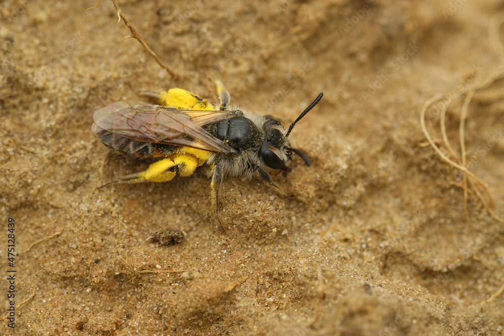 Wall mural closeup on a female red bellied miner,andrena ventralis, loaded with yellow pollen