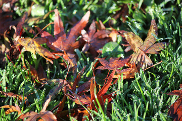 red leaves on the grass
