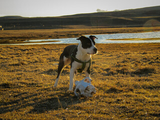 cow on the field