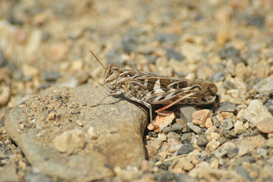 Closeup on an adult Handsome Cross Grasshopper, Oedaleus decorus